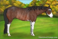 Horse Color:Bay Sabino Rabicano 