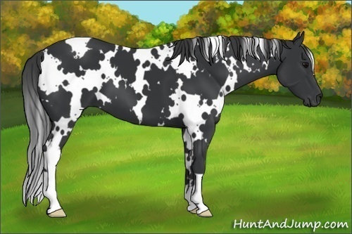Horse Color:White Spotted Black 