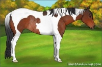 Horse Color:Bay Tobiano Rabicano