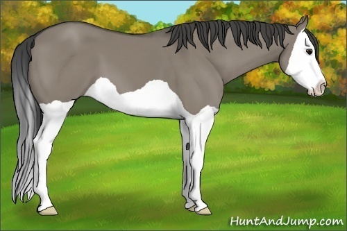 Horse Color:Smoky Grullo Splash