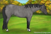 Horse Color:Blue Roan 