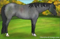 Horse Color:Blue Roan 