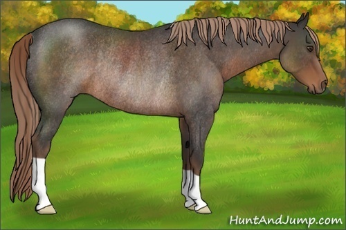 Horse Color:Liver Red Roan Rabicano 