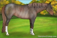 Horse Color:Liver Red Roan Rabicano 