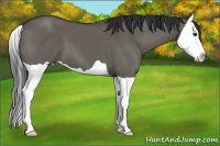 Horse Color:Grullo Splash 
