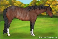 Horse Color:Bay Rabicano