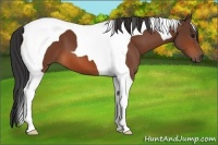Horse Color:Bay Tobiano 