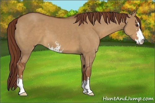 Horse Color:Red Dun Sabino