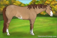Horse Color:Red Dun Sabino