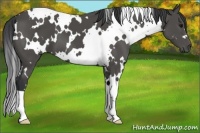 Horse Color:White Spotted Black