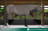 Horse Color:Grullo Rabicano 