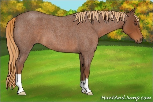 Horse Color:Red Roan 