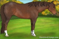Horse Color:Liver Chestnut 