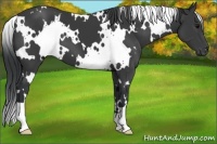 Horse Color:White Spotted Black 
