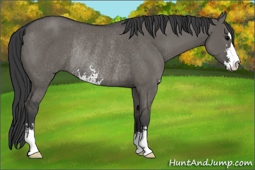 Horse Color:Grullo Sabino Rabicano 