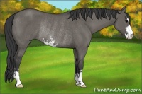 Horse Color:Grullo Sabino Rabicano