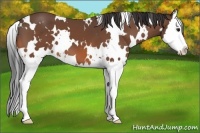 Horse Color:White Spotted Bay Splash 