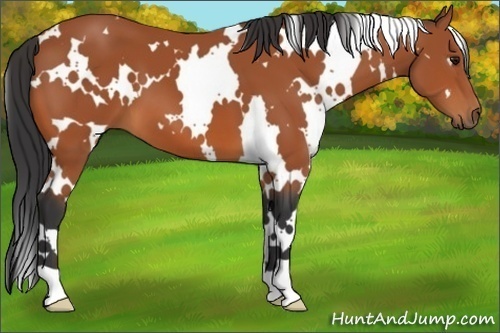 Horse Color:White Spotted Bay 