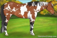 Horse Color:White Spotted Bay 