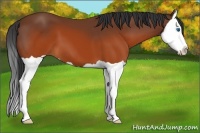 Horse Color:Brown Splash