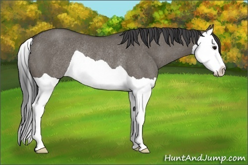 Horse Color:Smoky Grullo Splash Rabicano