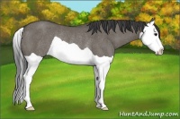 Horse Color:Smoky Grullo Splash Rabicano