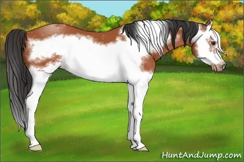 Horse Color:Bay Splash Frame 