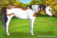 Horse Color:Bay Splash Frame