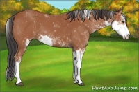 Horse Color:Bay Sabino 