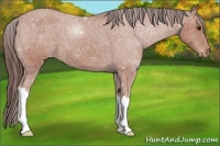 Horse Color:Bay Roan Varnish 