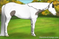 Horse Color:Grullo Splash Tobiano 
