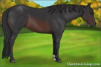 Horse Color:Brown 