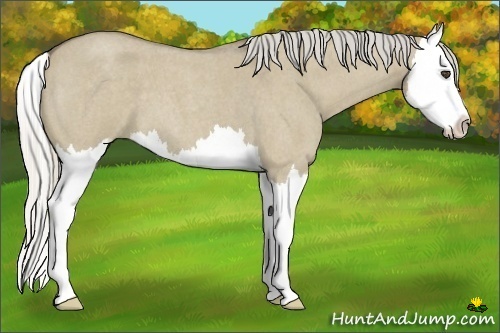 Horse Color:Silver Smoky Grullo Roan Splash 