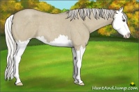 Horse Color:Silver Smoky Grullo Roan Splash
