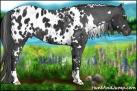 Horse Color:White Spotted Liver Chestnut Blanket 