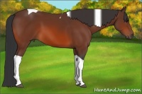 Horse Color:Bay Tobiano 