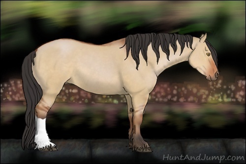 Horse Color:Bay Dun