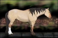 Horse Color:Bay Dun