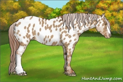 Horse Color:Red Dun Near Leopard