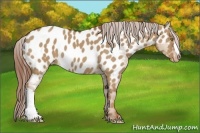 Horse Color:Red Dun Near Leopard