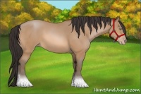 Horse Color:Amber Champagne Sabino 