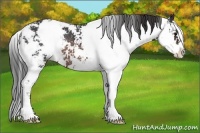 Horse Color:Brown Sabino Rabicano