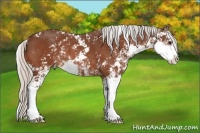Horse Color:Silver Bay Sabino Rabicano 