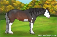 Horse Color:Brown Roan Sabino Splash