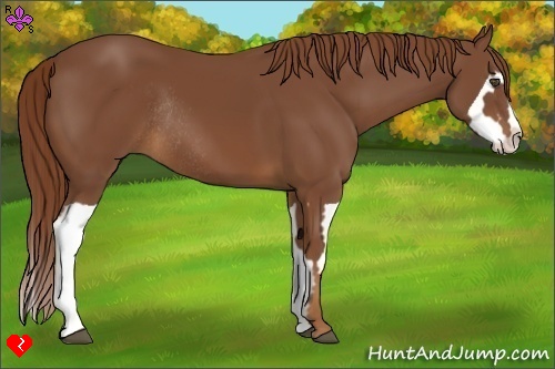 Horse Color:Chestnut Splash Frame Rabicano 
