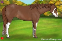 Horse Color:Chestnut Splash Frame Rabicano 