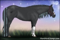 Horse Color:Painted Black 