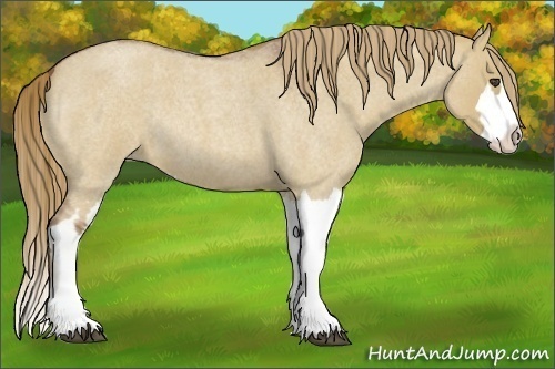 Horse Color:Red Dun Roan Splash Frame Rabicano 