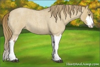 Horse Color:Red Dun Roan Splash Frame Rabicano 