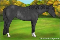 Horse Color:Black Rabicano 